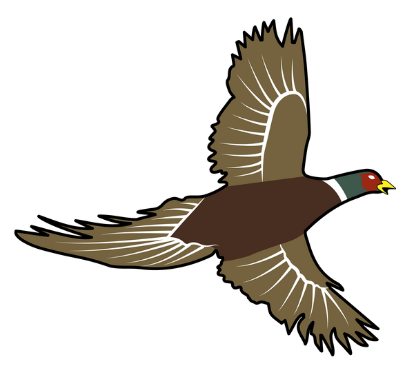 Flying Pheasant